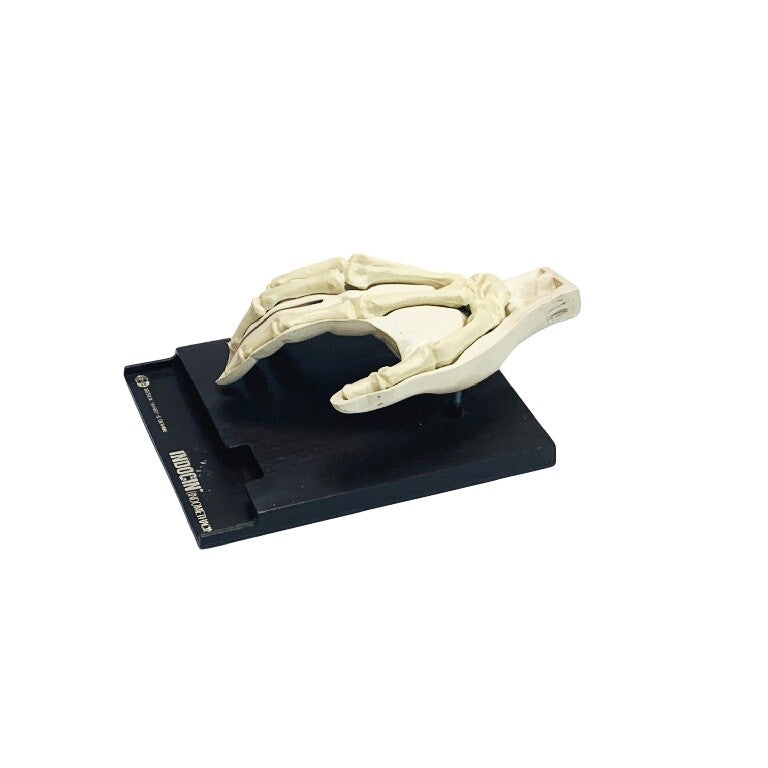 INDOCIN MERCK SHARP & DOHME INDOMETHACIN ANATOMICAL HUMAN HAND